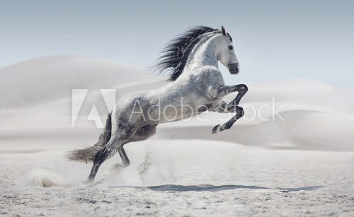Fototapeta Picture presenting the galloping white horse