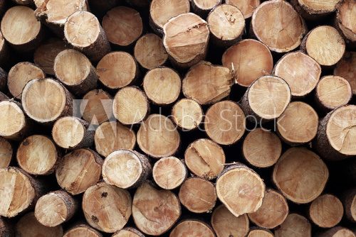 Fototapeta Pile of wood logs. Wood logs texture background