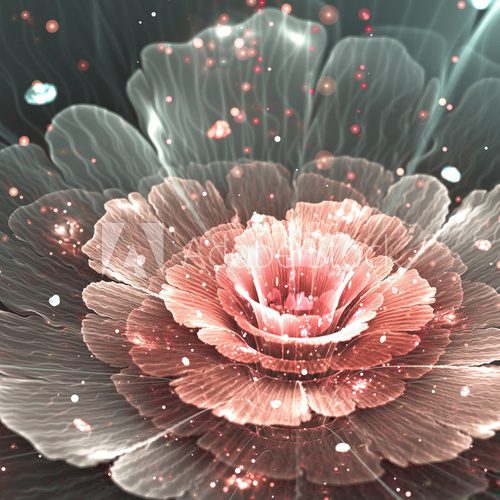 Fototapeta pink and gray abstract  flower
