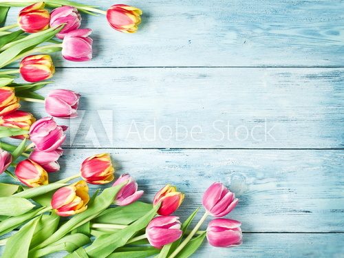 Fototapeta Pink and red tulips on a wooden background.