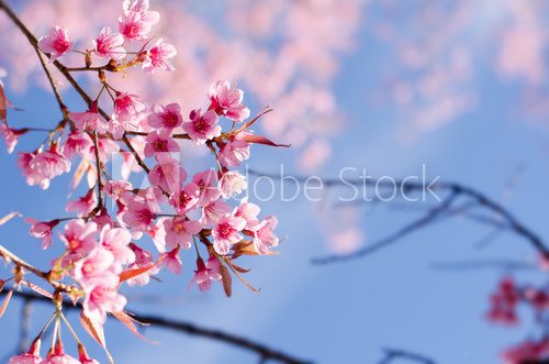Fototapeta Pink cherry blossom on blue sky