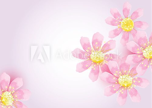 Fototapeta pink cosmos flowers on light pink background,vector illustration
