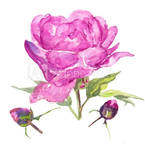 Fototapeta pink peony / Watercolor painting. Can be used for postcards, prints, paper wrapping and design