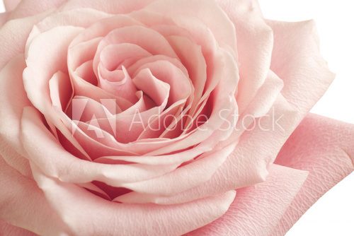 Fototapeta pink rose closeup