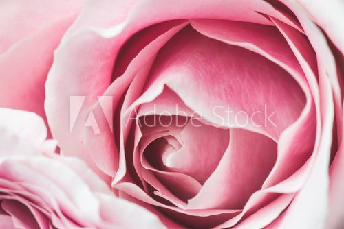 Fototapeta Pink Rose Flower with shallow depth of field and focus the centre of rose flower 