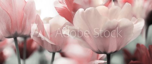 Fototapeta pink tinted tulips