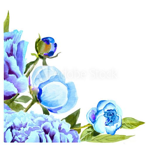 Fototapeta Pink, violet peony watercolor, bud