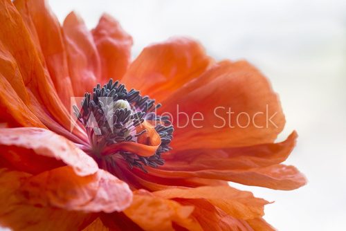 Fototapeta Pistils inside poppy's blossom