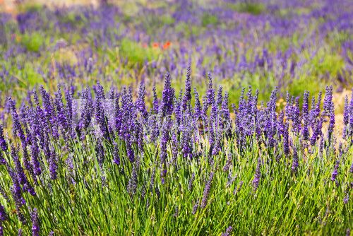 Fototapeta plant of blue lavender