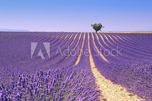 Fototapeta Plateau Valensole, Provence: lavender field