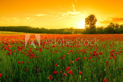 Fototapeta Poppies field at sunset