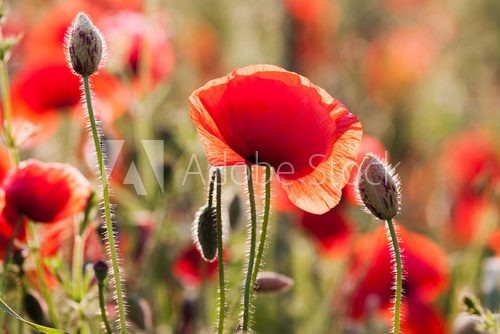 Fototapeta Poppies in the meadow