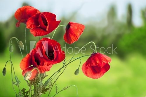 Fototapeta Poppy.
