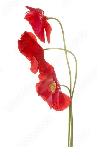Fototapeta poppy
