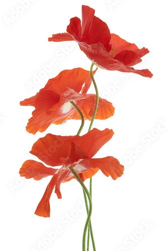Fototapeta poppy