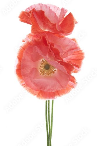 Fototapeta poppy