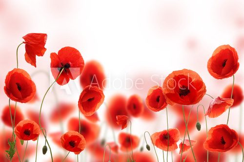 Fototapeta Poppy field