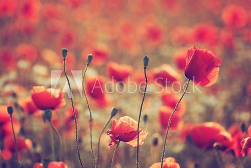 Fototapeta Poppy field
