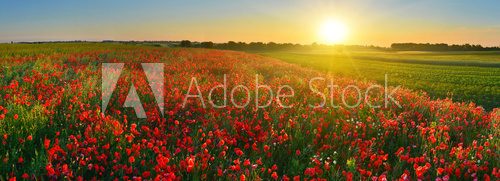 Fototapeta Poppy field at sunrise
