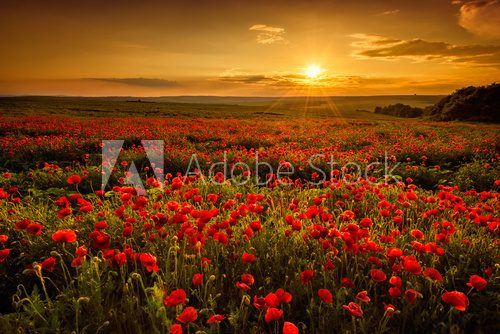 Fototapeta Poppy field at sunset