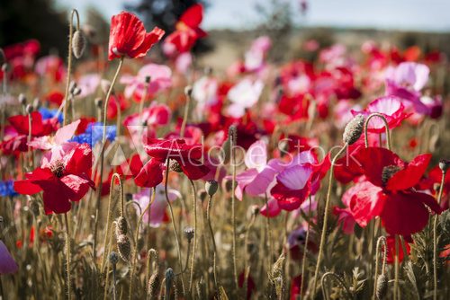 Fototapeta Poppy field