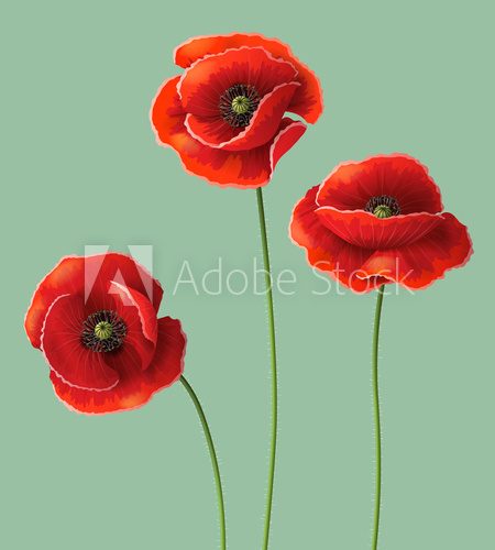 Fototapeta Poppy flowers.