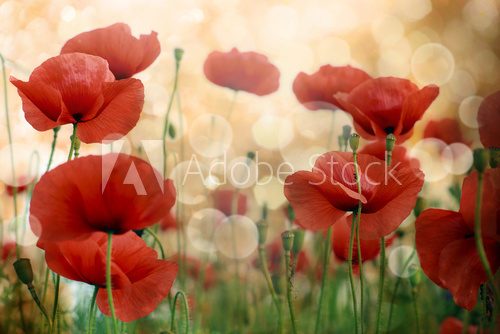 Fototapeta Poppy flowers