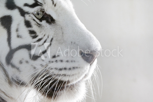 Fototapeta PortrÃ¤t WeiÃer Tiger