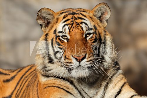 Fototapeta Portrait of a Bengal tiger (Panthera tigris bengalensis).