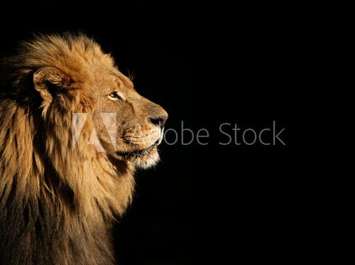 Fototapeta Portrait of a big male African lion on black