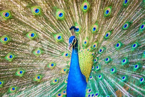 Fototapeta Portrait of beautiful peacock with it feathers out