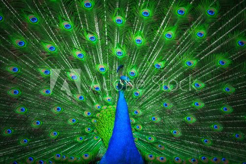 Fototapeta Portrait of beautiful peacock 