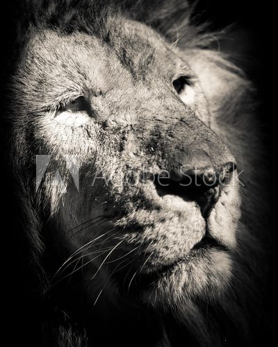 Fototapeta portrait of lion  - black and white photo