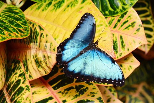 Fototapeta Pretty Blue Morpho butterfly lands in the gardens showing off its beauty.