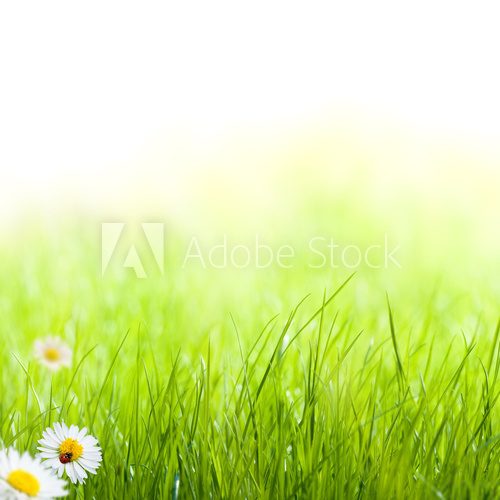 Fototapeta printemps, pÃ¢querettes et coccinelle pelouse verte
