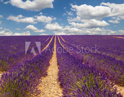 Fototapeta Provence. France.