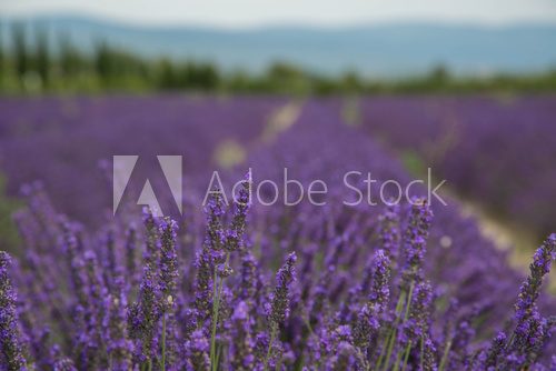Fototapeta Provence Landschaft mit duftenden Lavendelfeldern