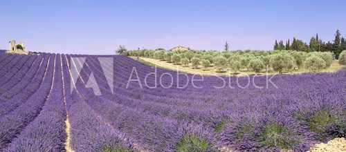 Fototapeta  Provence: lavender fields and olive trees