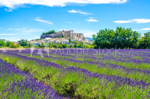 Fototapeta Provence - Lavender fields in France