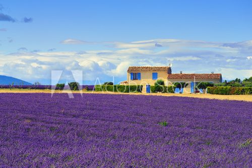 Fototapeta Provence rural landscape