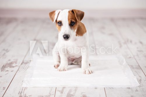 Fototapeta Puppy on absorbent litter
