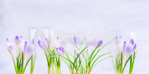 Fototapeta Purple spring crocuses flowers on light  blue background. Spring nature or gardening concept.