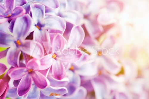 Fototapeta Purple spring lilac flowers blooming close-up.
