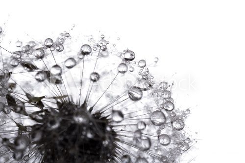 Fototapeta Pusteblume 12