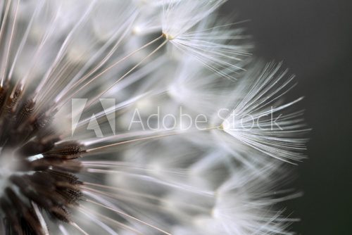 Fototapeta Pusteblume