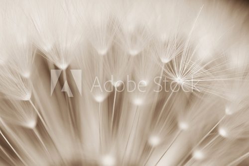Fototapeta Pusteblume