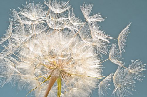 Fototapeta Pusteblume: Ich wÃ¼nsche mir ....