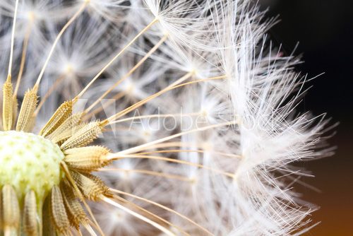 Fototapeta Pusteblume, LÃ¶wenzahn, Nahaufnahme