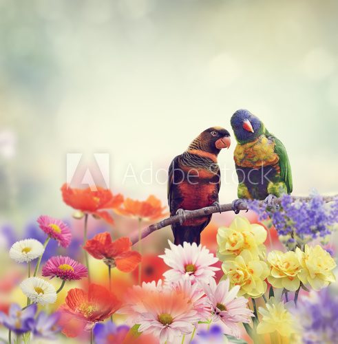 Fototapeta Rainbow Parrots(Rainbow Lorikeet)