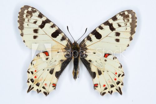 Fototapeta Rare butterfly, Eastern festoon; on white